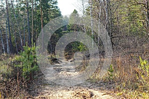 Pine forest. Early autumn. Forest paths. Walks in the open air