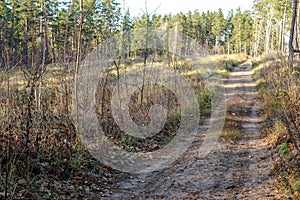 Pine forest. Early autumn. Forest paths. Walks in the open air