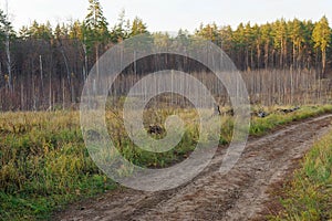 Pine forest. Early autumn. Forest paths. Walks in the open air