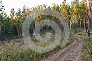 Pine forest. Early autumn. Forest paths. Walks in the open air