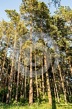 Pine forest edge lit by the rays of the setting sun, nature landscape