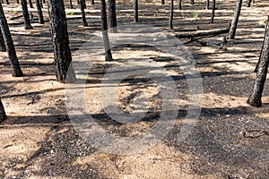 Pine forest after the fire