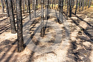 Pine forest after the fire