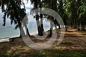 Pine forest on Flic En Flac Beach, Mauritius photo