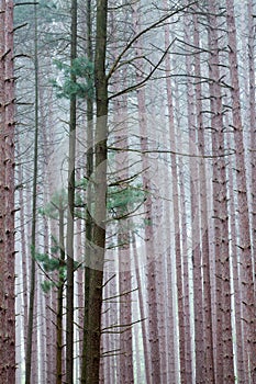 Pine Forest in Fog