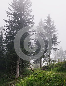 Pine forest in the fog, Upper Austria