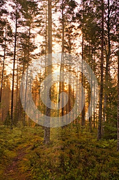 Pine forest by a forest lake at sunrise in Sweden. Sun rays shining through the trees