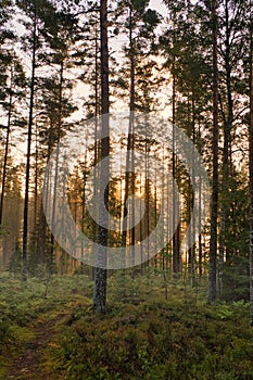 Pine forest by a forest lake at sunrise in Sweden. Sun rays shining through the trees