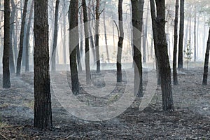 Pine forest after a grassroots fire