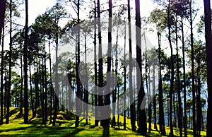 Pine forest green grass