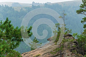 Pine forest grows on bare stones