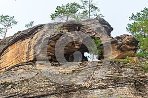 Pine forest grows on bare stones