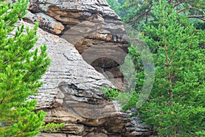 Pine forest grows on bare stones