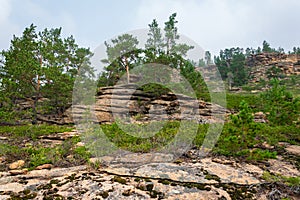 Pine forest grows on bare stones