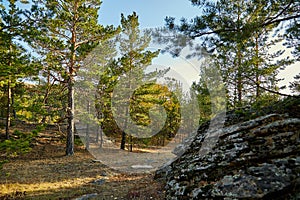 Pine forest grows on the stones
