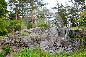 Pine forest grows on stones. Granite stones are covered with moss