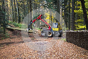 Pine forest harvesting machine and Crane forwarder at during clearing of a plantation.