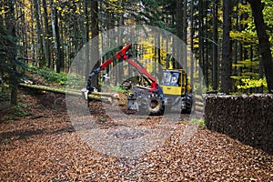 Pine forest harvesting machine and Crane forwarder at during clearing of a plantation.