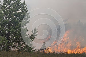 Pine forest and heath in forest fire