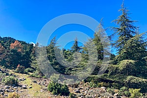 Pine forest on hiking trail to peak Torrecilla photo