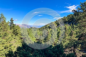 Pine forest on hiking trail to peak Torrecilla photo