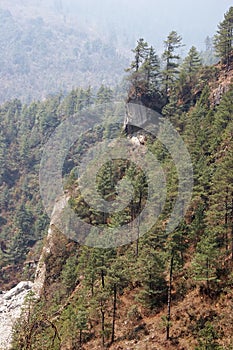 Pine forest in Himalaya, Everest trail, Nepal