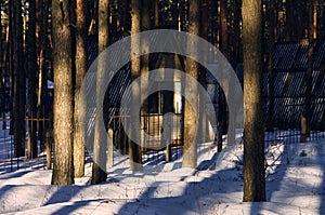 The pine forest is illuminated by the evening sun, among the tree trunks you can see unusual wooden houses, triangular in shape