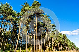 Pine forest, illuminated by the rays of the autumn sun