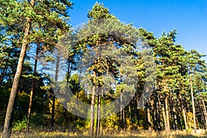 Pine forest, illuminated by the rays of the autumn sun