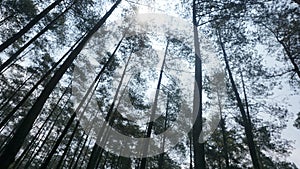 Pine forest in Indonesia 1209 photo