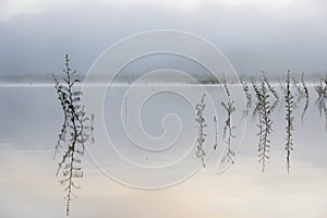 Pine forest island and shrubs refection on the lake at dawn with magic of the sky and clouds part 10