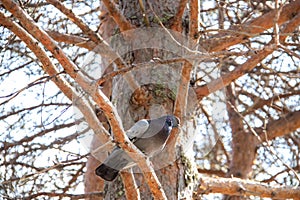 The pine forest of the island of Yagry. Severodvinsk. Pigeon on the branches of a pine tree