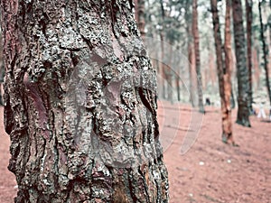 Pine forest is known for its dramatic tall pines located in Kodaikanal, Tamil Nadu