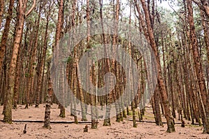 Pine forest at Kodaikanal