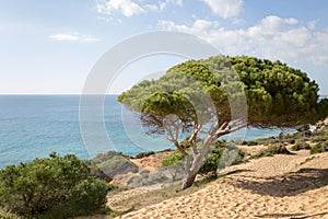 Pine forest, La BreÃÂ±a y Marismas del Barbate Natural Park