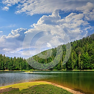 Pine forest and lake near the mountain