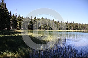 Pine Forest Lake Scenery Pacific Crest Trail