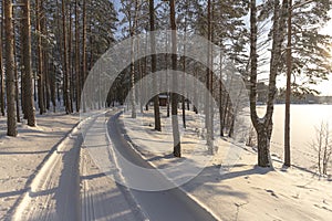 Pine forest by the lake on a sunny winter day