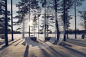 Pine forest by the lake on a sunny winter day