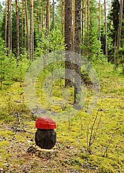 Pine forest landscape