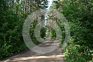 Pine forest landscape. A path in a coniferous forest. Trees and shrubs with green foliage. Green grass