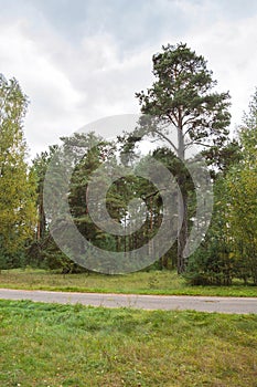 Pine forest landscape in September