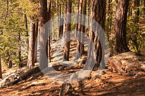 Pine forest landscape summer with footpath