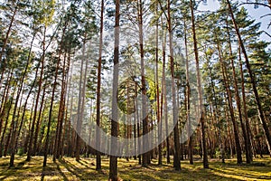 Pine forest landscape in Ukraine