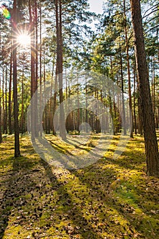 Pine forest landscape in Ukraine