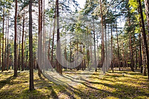 Pine forest landscape in Ukraine