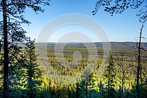 Pine Forest in Lapland