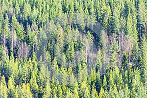 Pine Forest in Lapland