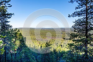 Pine Forest in Lapland