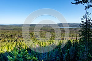 Pine Forest in Lapland